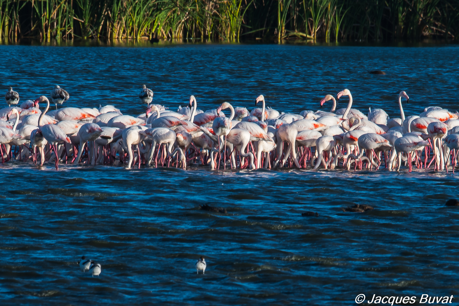 Flamants roses (Greater flamingo, Phoenicopterus roseus),adultes et juvéniles, Strandfontain sewer works.